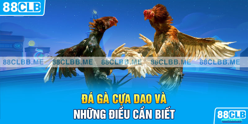 Đá gà cựa dao và những điều cần biết