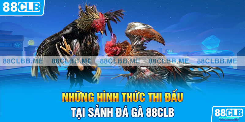 Những hình thức thi đấu tại sảnh đá gà 88CLB